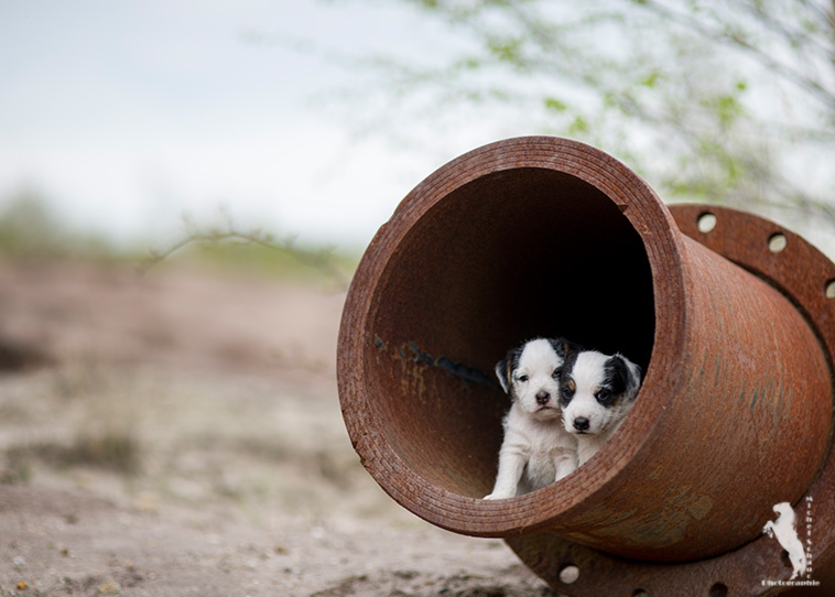 Parson Russell Terrier D-wurf2