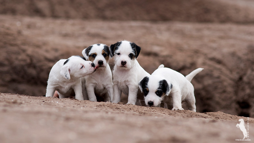 Parson Russell Terrier D-wurf2