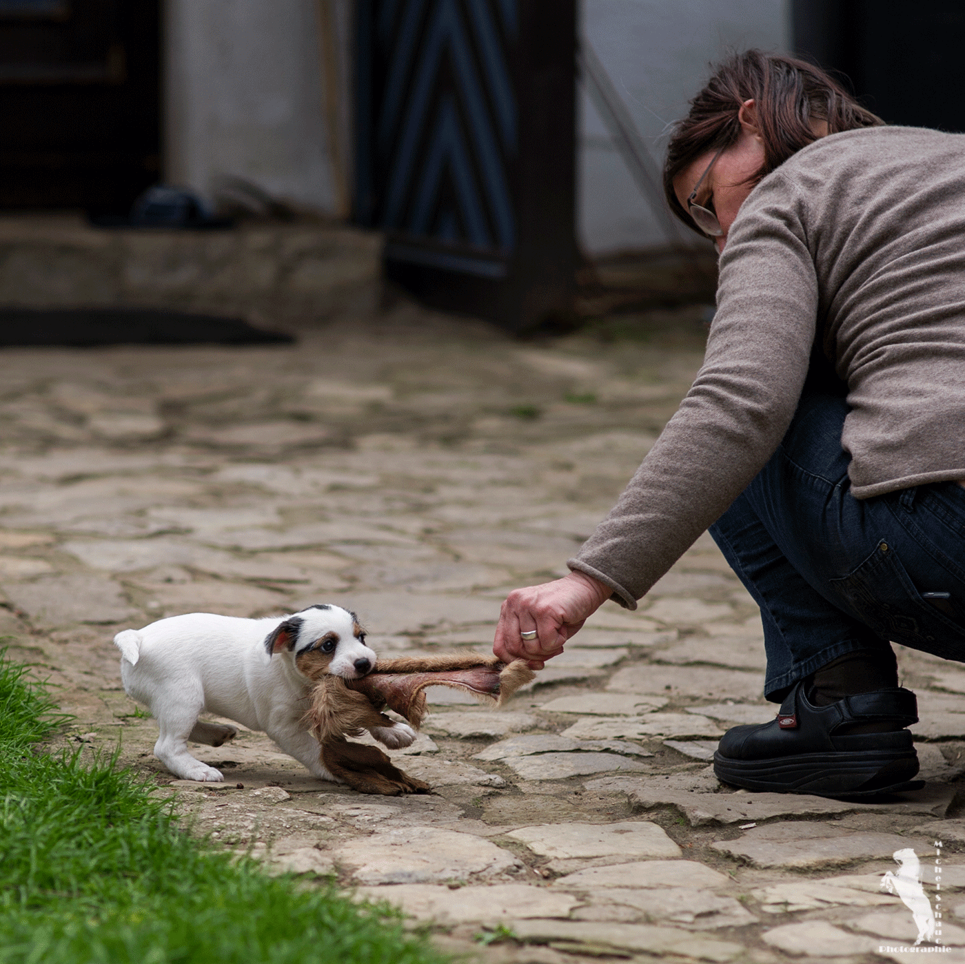 Parson Russell Terrier D-Wurf