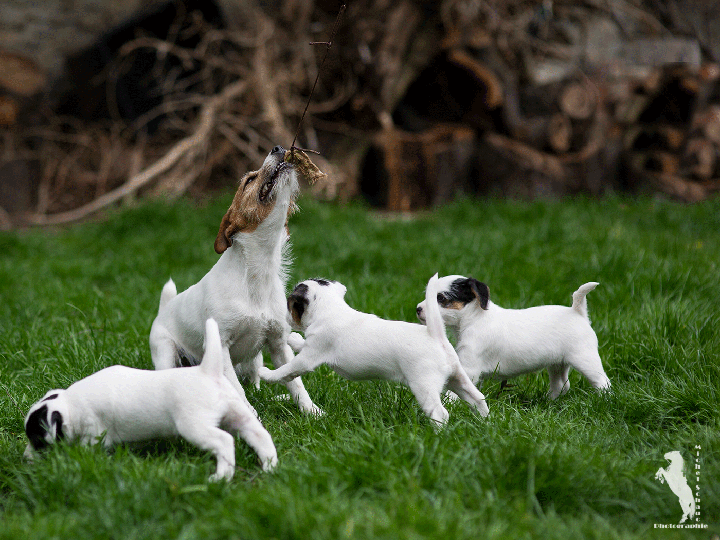 Parson Russell Terrier D-wurf2