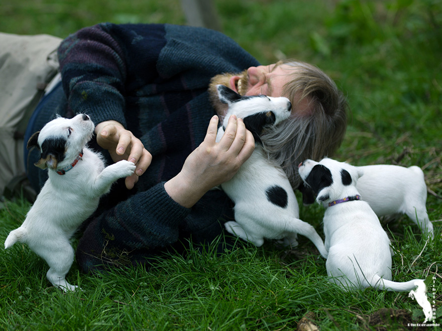 Parson Russell Terrier D-wurf2