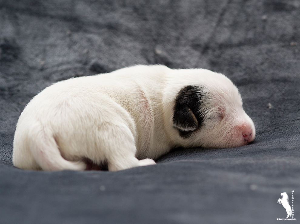 Parson Russell Terrier Dalli