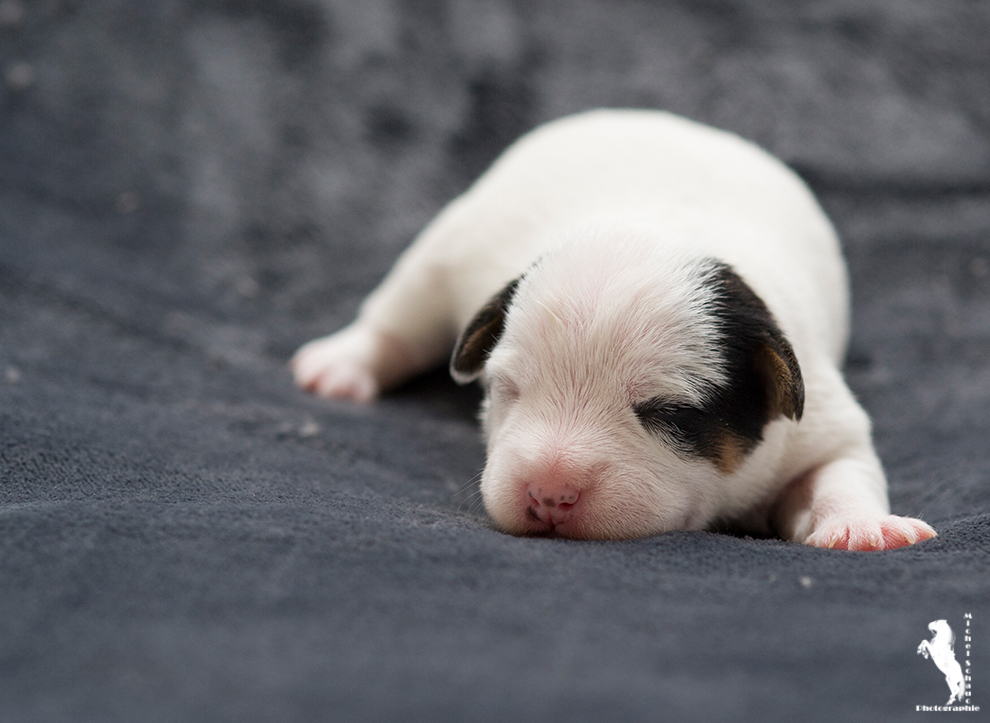 Parson Russell Terrier Dalli