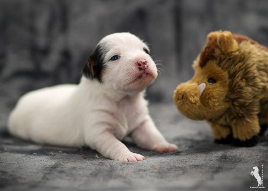 Parson Russell Terrier Dalli