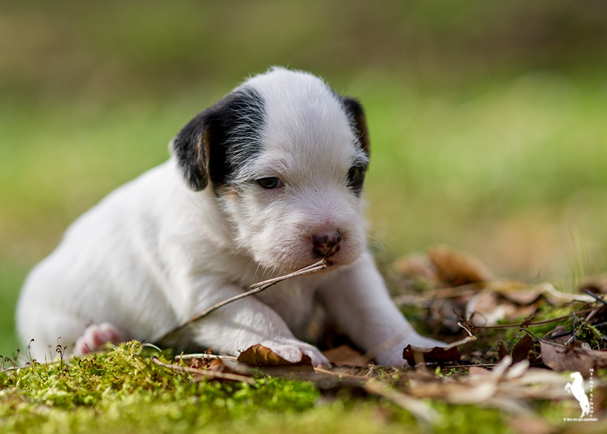 Parson Russell Terrier Dalli