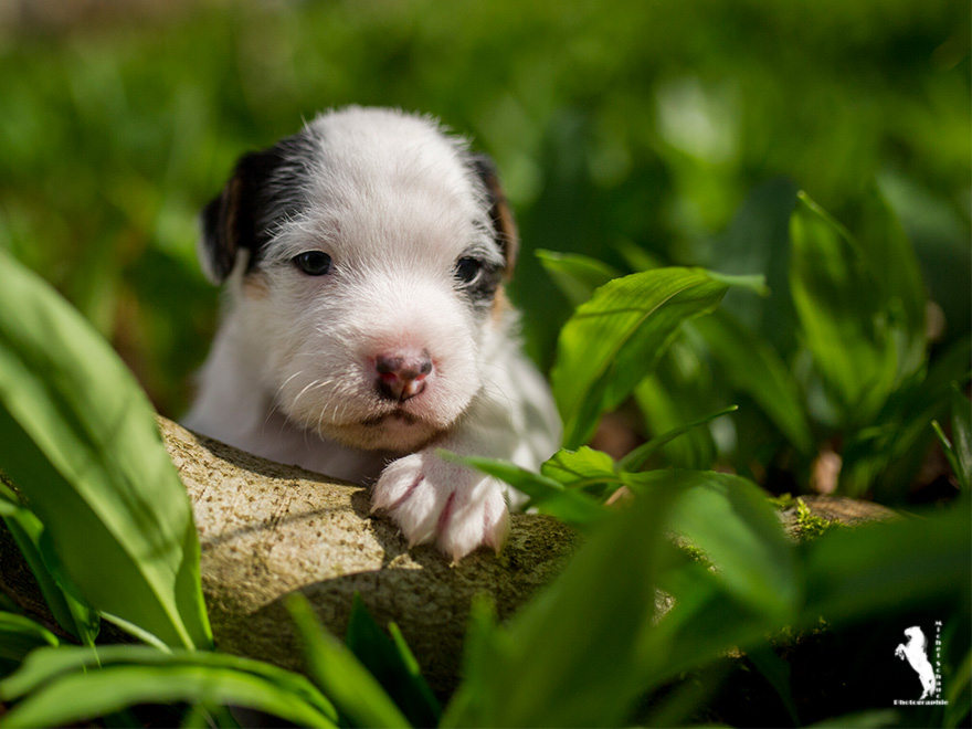 Parson Russell Terrier Dalli