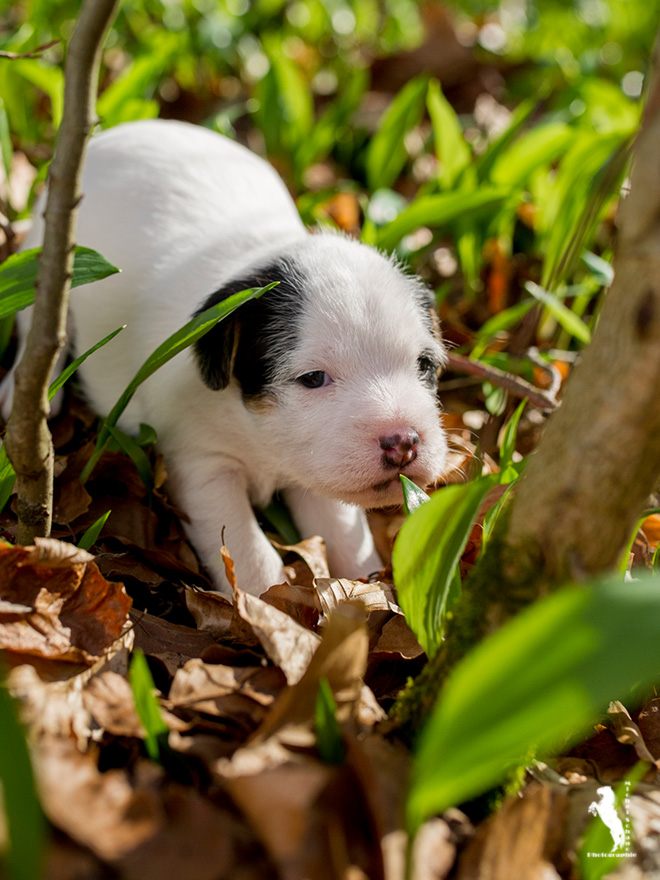 Parson Russell Terrier Dalli