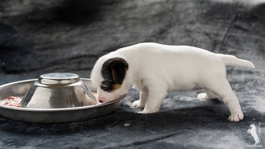 Parson Russell Terrier Dalli