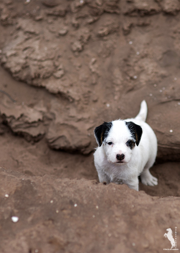 Parson Russell Terrier Dalli