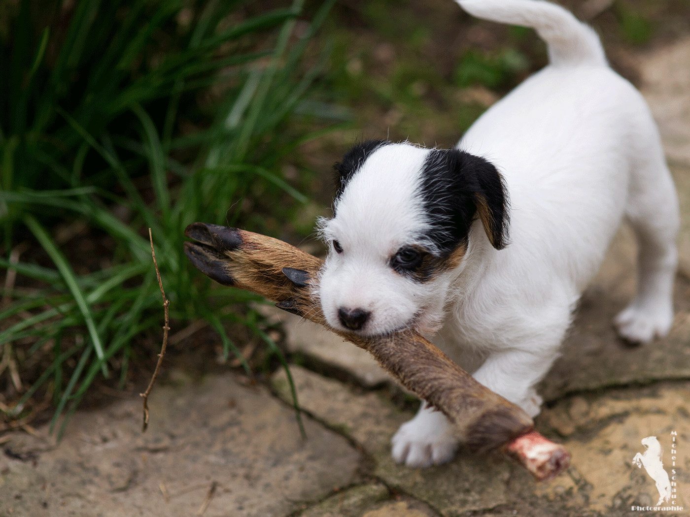 Parson Russell Terrier Dalli