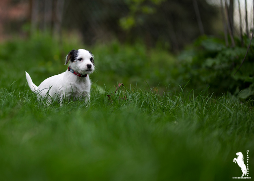 Parson Russell Terrier Dalli