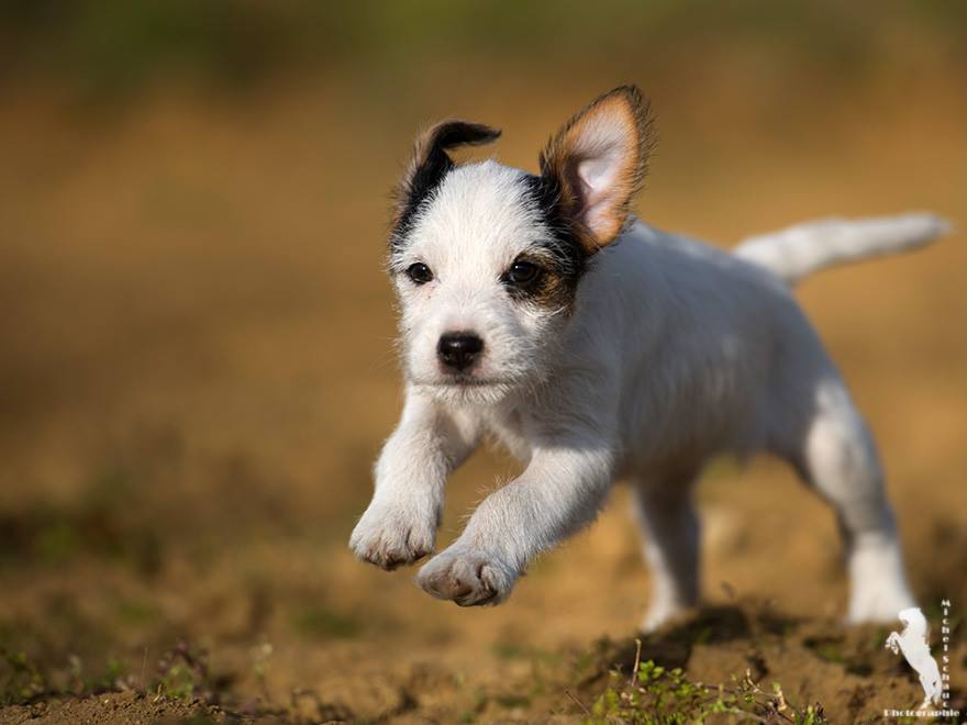 Parson Russell Terrier Dalli