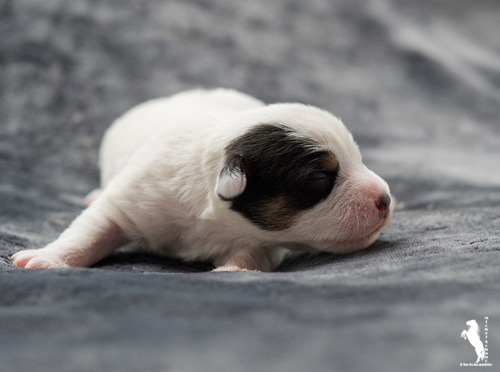 Parson Russell Terrier Darro