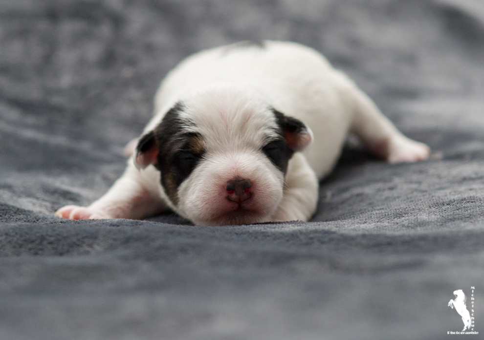 Parson Russell Terrier Darro