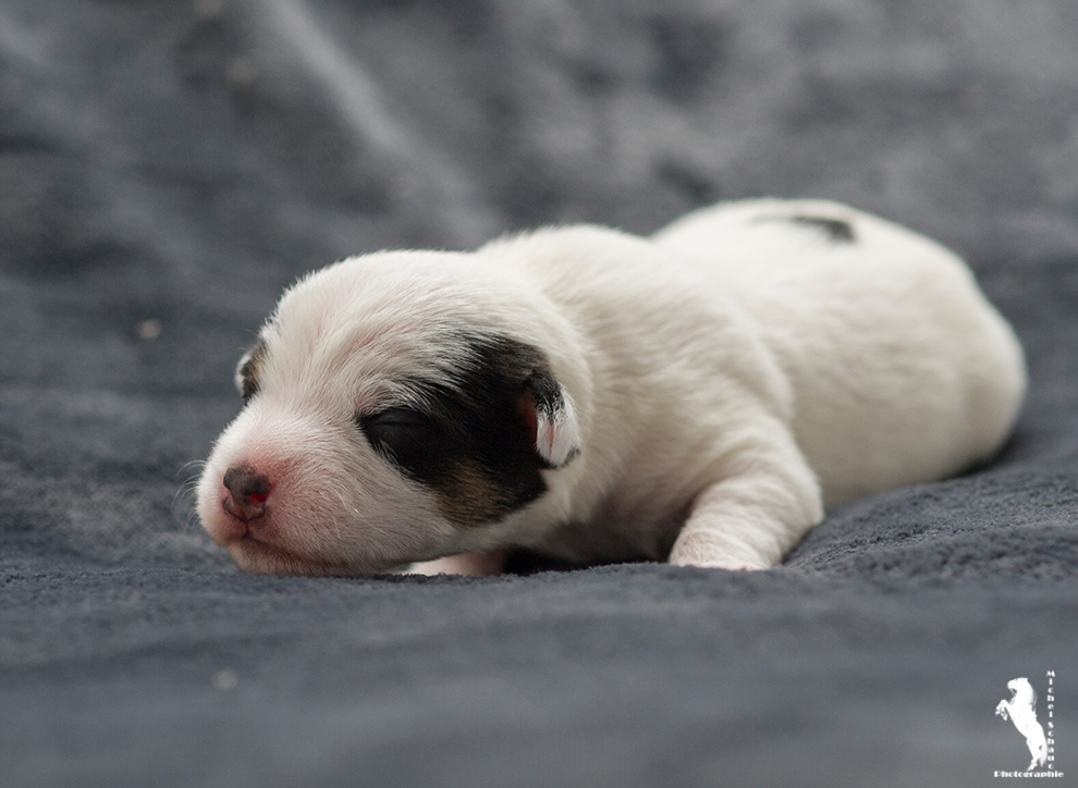 Parson Russell Terrier Darro