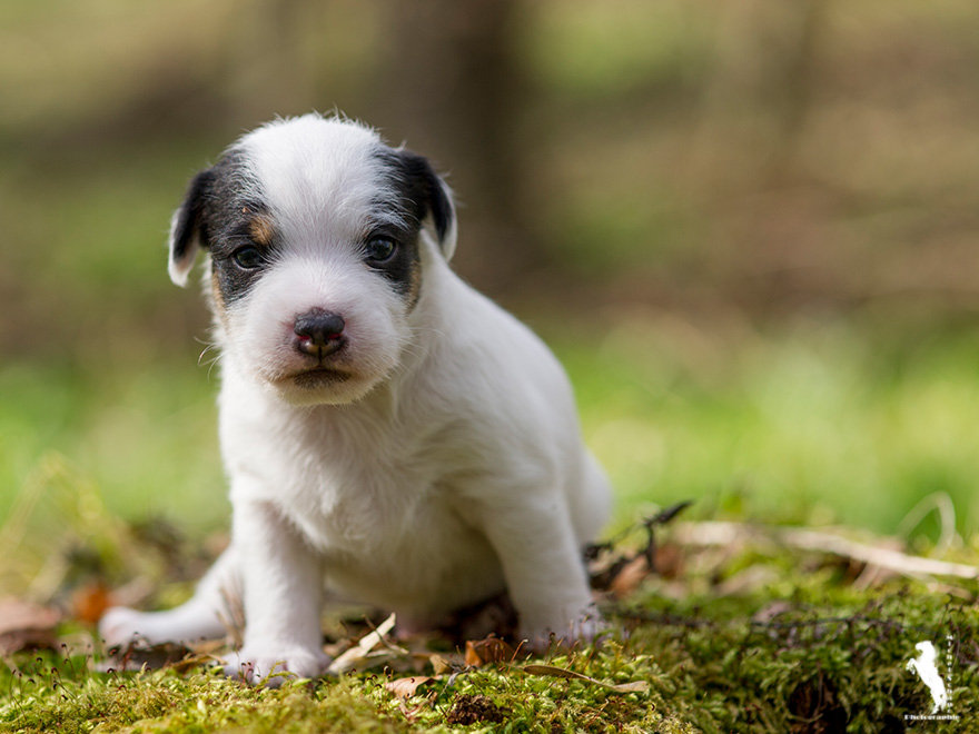 Parson Russell Terrier Darro