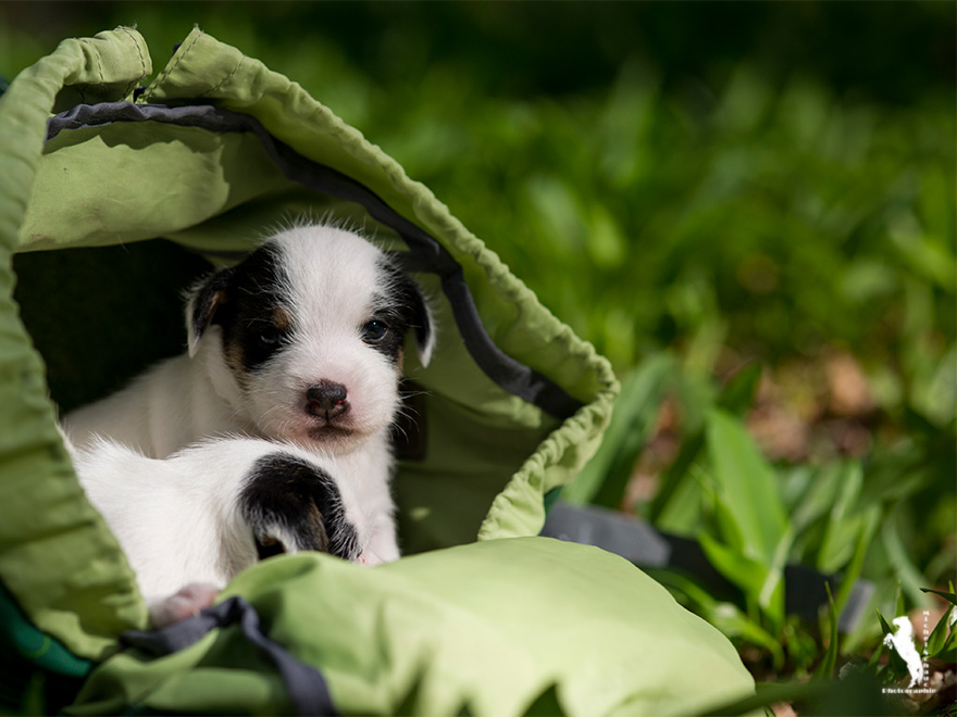 Parson Russell Terrier Darro