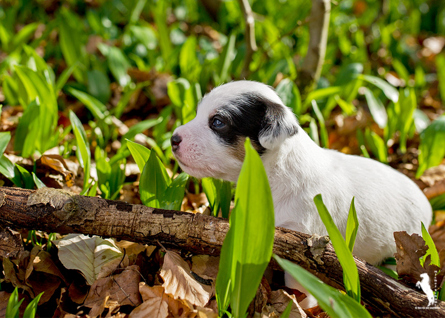 Parson Russell Terrier Darro