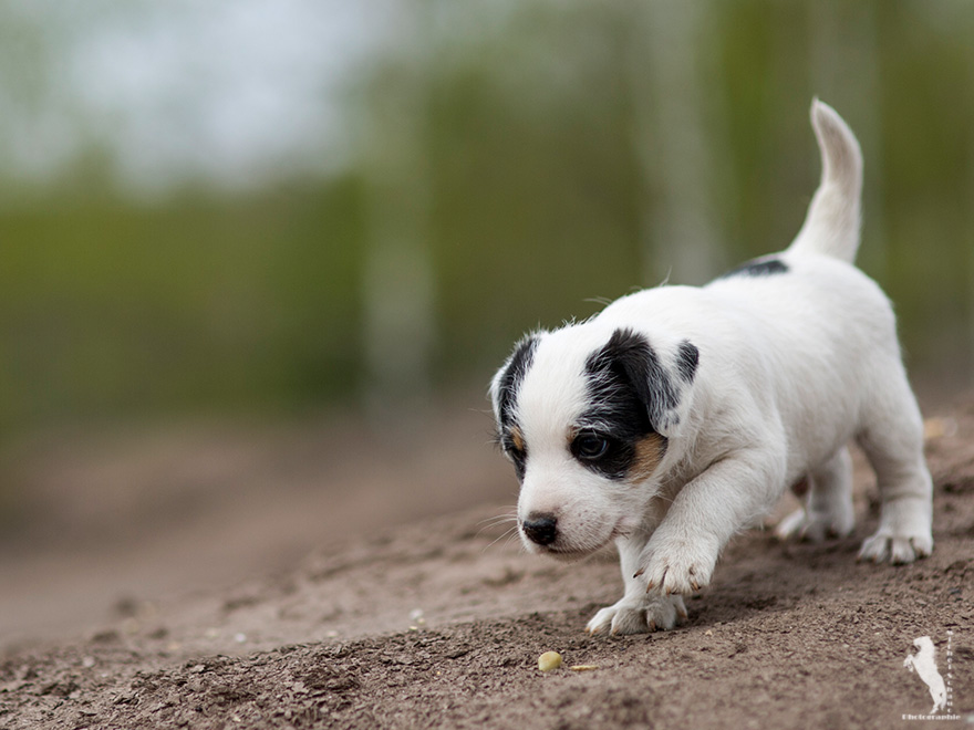 Parson Russell Terrier Darro