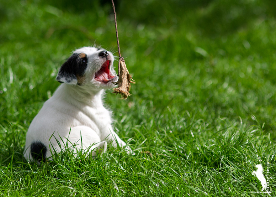 Parson Russell Terrier Darro