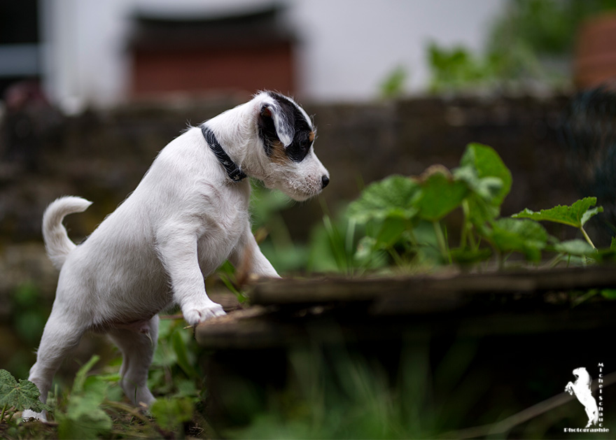 Parson Russell Terrier Darro