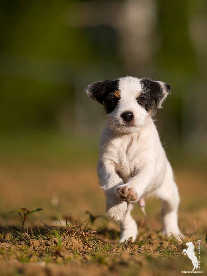 Parson Russell Terrier Darro