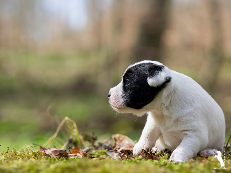 Parson Russell Terrier Daya