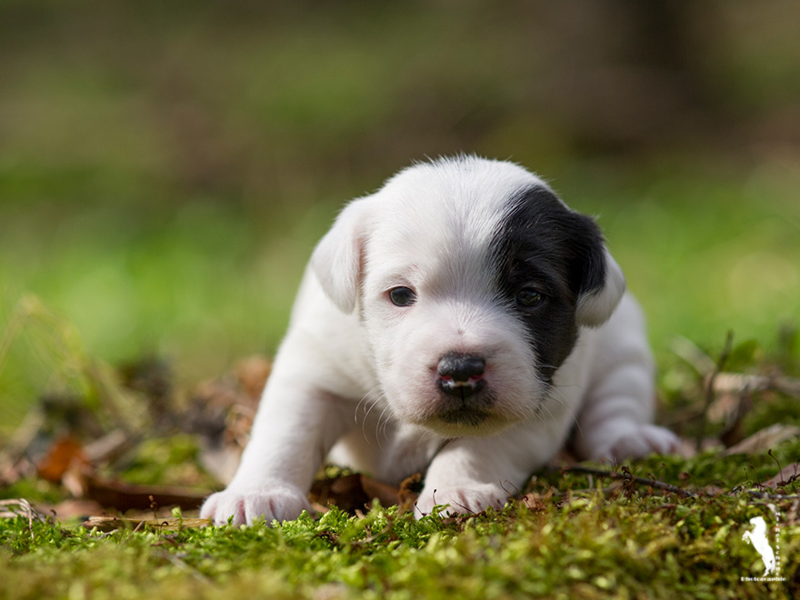 Parson Russell Terrier Daya