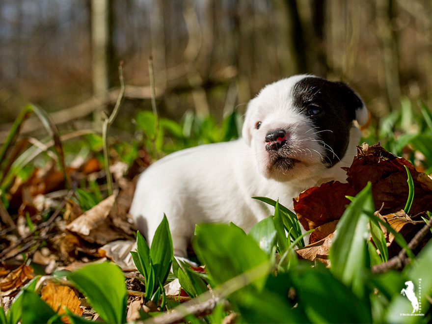 Parson Russell Terrier Daya