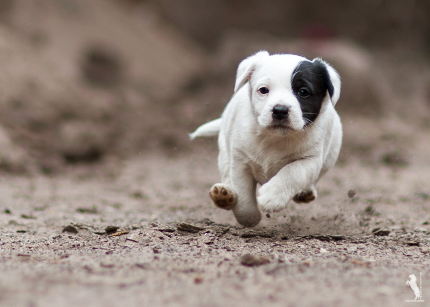 Parson Russell Terrier Daya