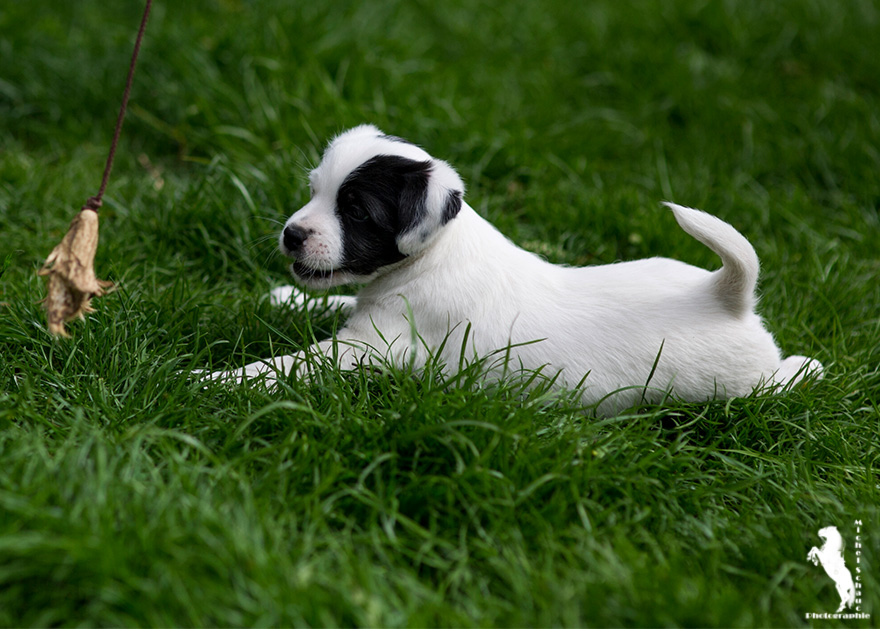 Parson Russell Terrier Daya