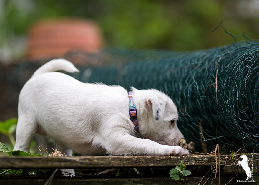 Parson Russell Terrier Daya