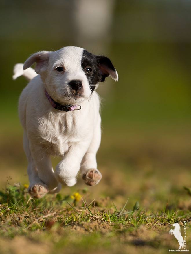 Parson Russell Terrier Daya