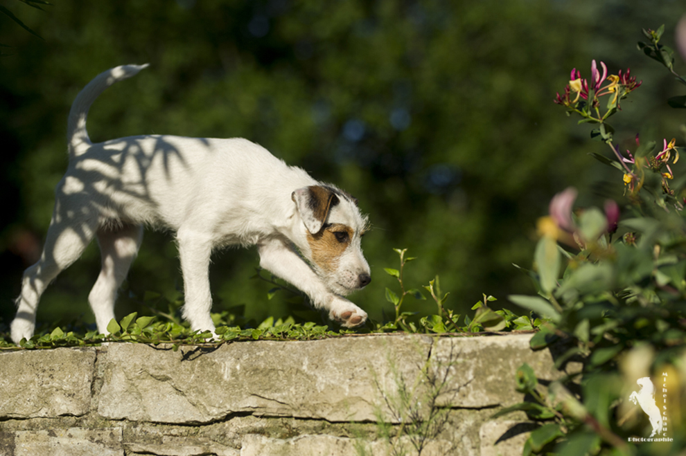 Parson Russell Terrier D-Wurf