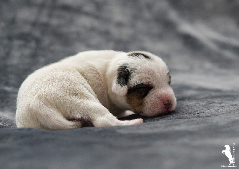 Parson Russell Terrier Ditte