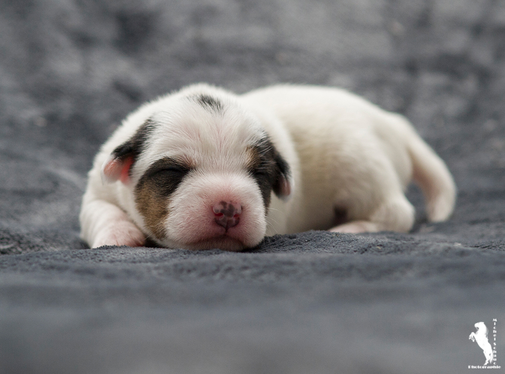 Parson Russell Terrier Ditte