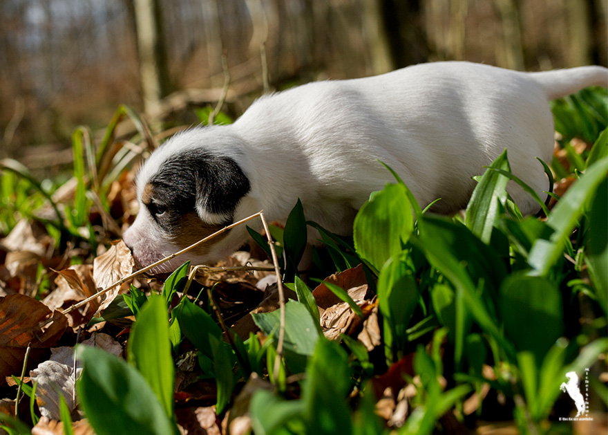 Parson Russell Terrier Ditte