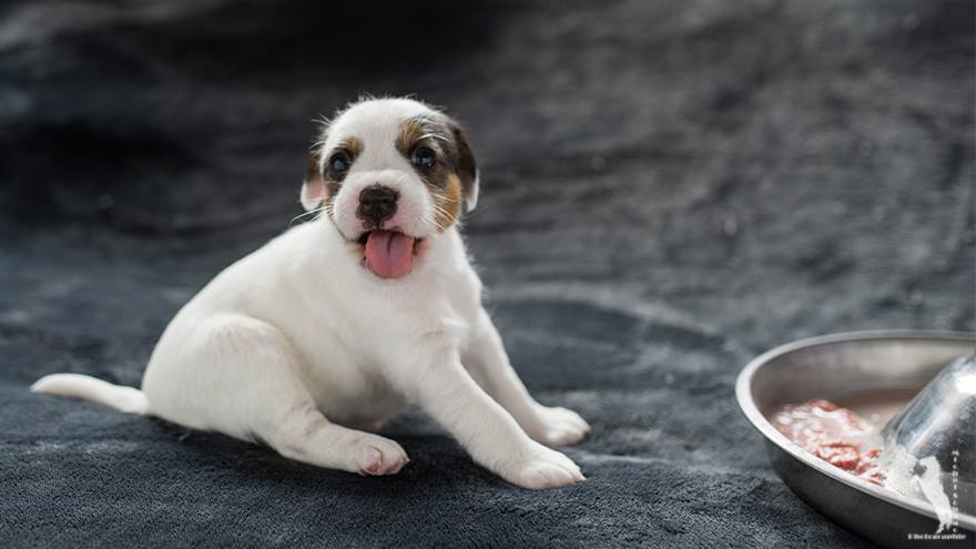 Parson Russell Terrier Ditte