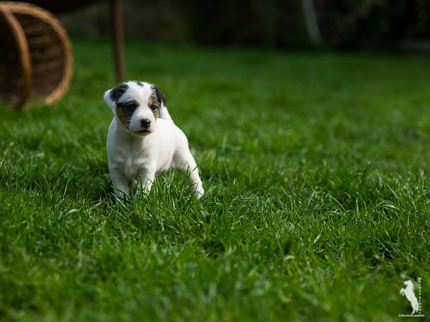 Parson Russell Terrier Ditte