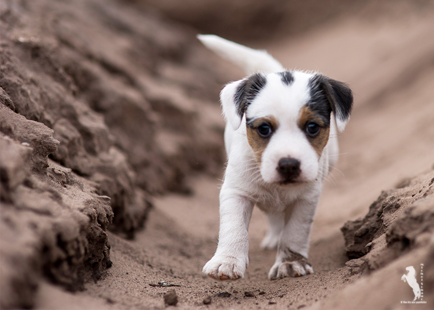 Parson Russell Terrier Ditte