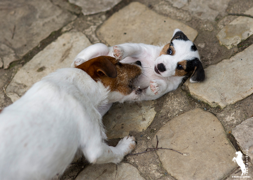 Parson Russell Terrier Ditte