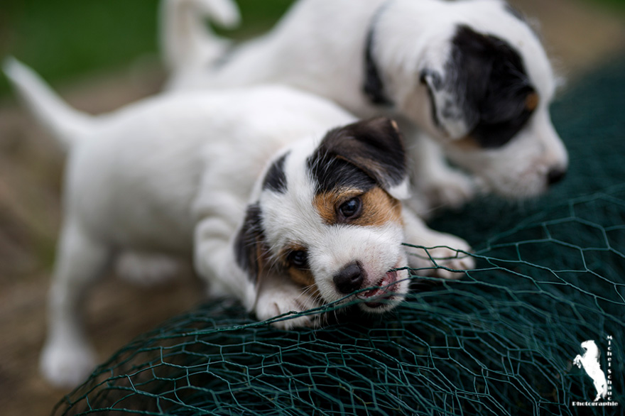 Parson Russell Terrier Ditte