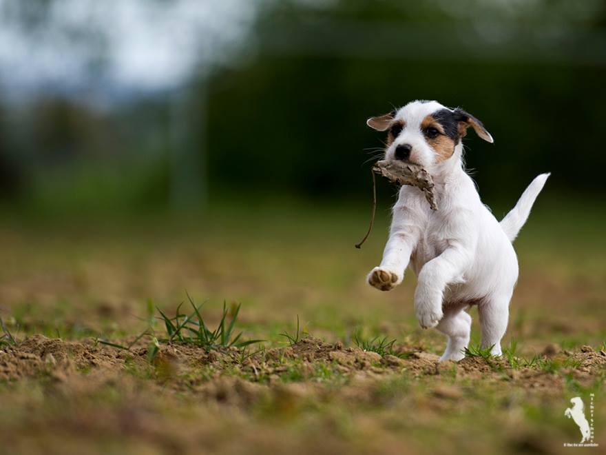 Parson Russell Terrier Ditte