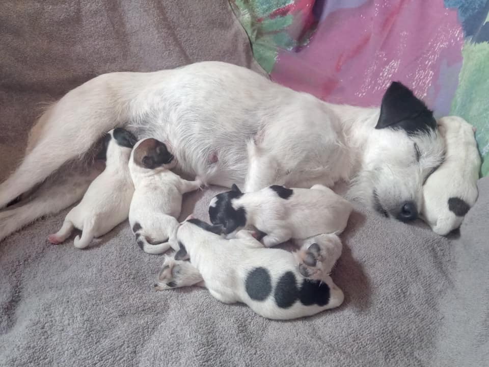 Parson Russell Terrier E-wurf