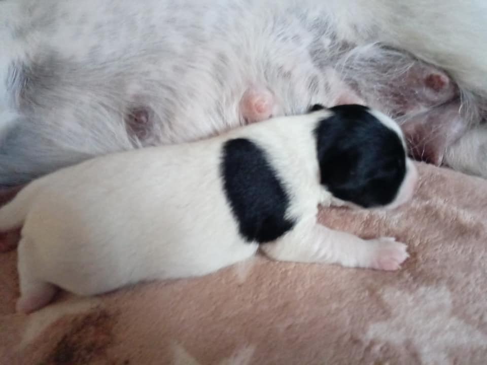 Parson Russell Terrier E-wurf2
