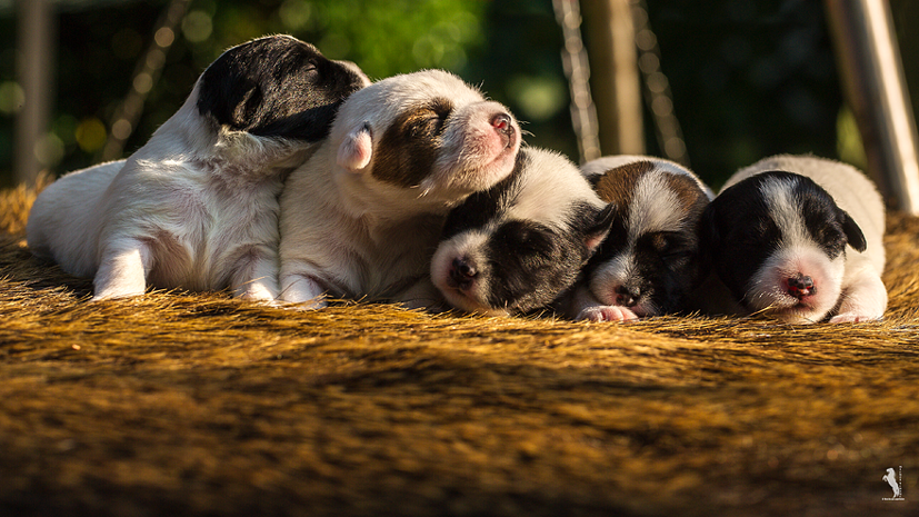 Parson Russell Terrier