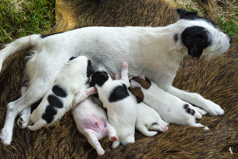 Parson Russell Terrier