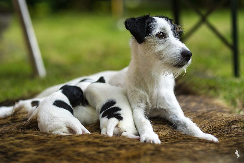 Parson Russell Terrier