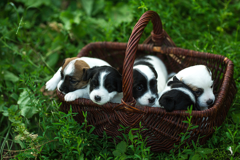 Parson Russell Terrier