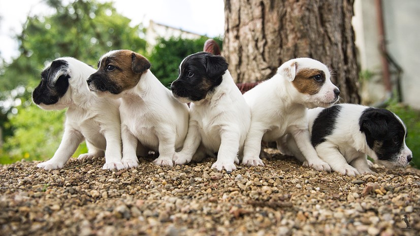 Parson Russell Terrier